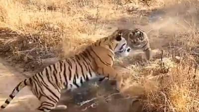 रणथंबोरच्या अभायारण्यात दोन वाघांमध्ये झाली जीवघेणी लढाई; व्हिडीओ सोशल मीडियावर व्हायरल
