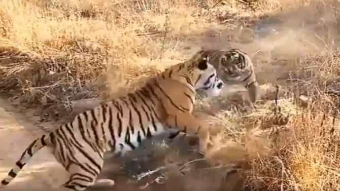 रणथंबोरच्या अभायारण्यात दोन वाघांमध्ये झाली जीवघेणी लढाई; व्हिडीओ सोशल मीडियावर व्हायरल