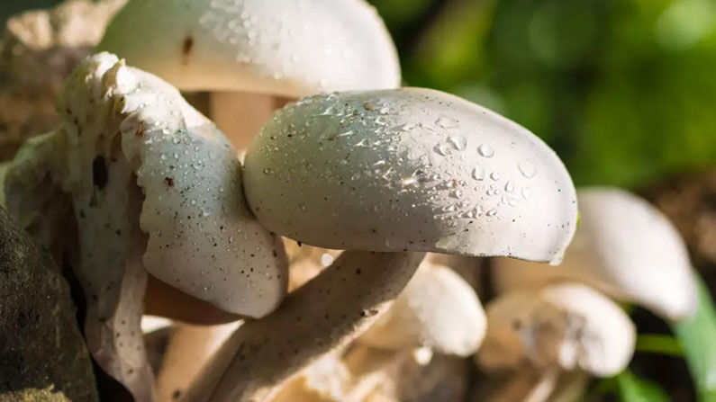 Mushroom | ‘व्हिटामिन डी’चा नैसर्गिक स्त्रोत, जाणून घ्या ‘मशरूम’ खाण्याचे फायदे...