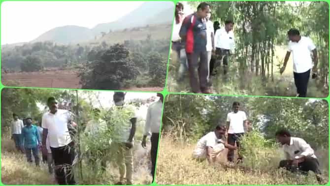 नंदुरबारमधील निगदी गावानं करुन दाखवलं, सातपुडा डोंगररांगेत 50 हेक्टरवर वृक्षलागवड, इतर गावांनी घेतला आदर्श
