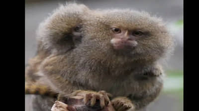 वानराची सर्वात छोटी प्रजाती, इंग्लंडमध्ये पिंग-पोंग बॉल एवढ्या जुळ्या माकडांचा जन्म; वजन केवळ 10 ग्रॅम