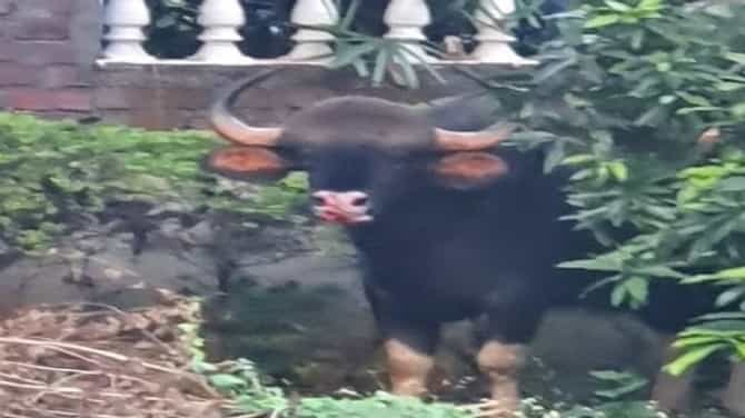 कोथरुडच्या सोसायटीत शिरला रानटी गवा, पुणेकरांची गर्दी