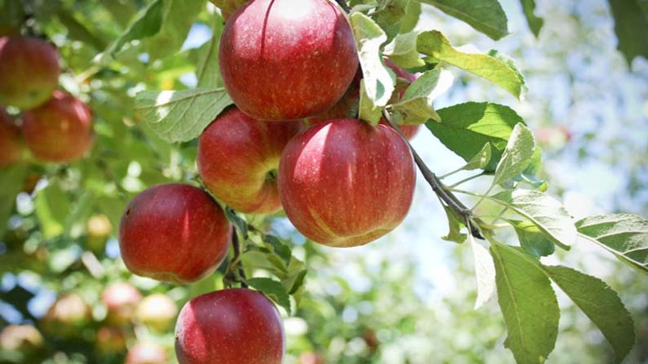 सकाळच्या नाश्त्यात सफरचंद खाणे किंवा सफरचंदाचा रस पिणे आरोग्यासाठी खूप फायदेशीर आहे. सफरचंदमध्ये बरेच प्रकारचे अँटिऑक्सिडेंट आहेत, जे आपल्याला वजन कमी करण्यास तसेच शरीर निरोगी ठेवण्यास मदत करतात.