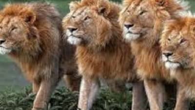 कोरोनाला रोखण्याचे आव्हान, प्राण्यांनाही संसर्ग होत असल्याने खळबळ