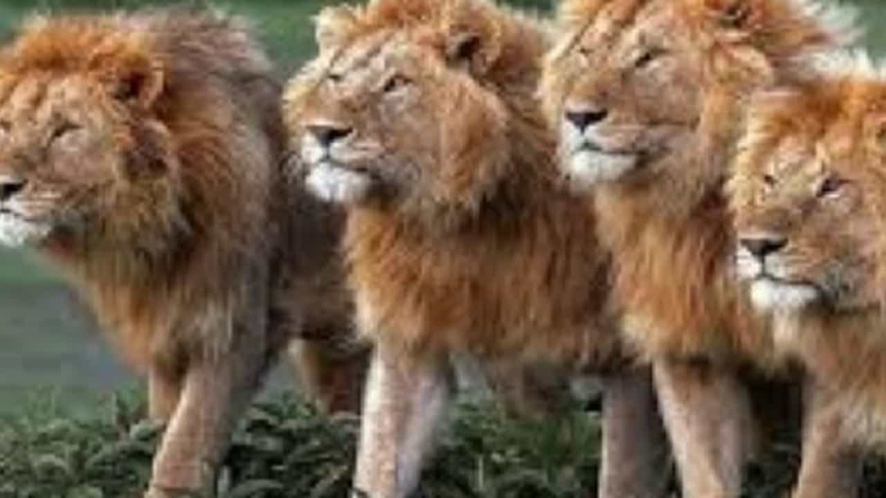 कोरोनाला रोखण्याचे आव्हान, प्राण्यांनाही संसर्ग होत असल्याने खळबळ