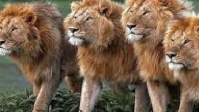 कोरोनाला रोखण्याचे आव्हान, प्राण्यांनाही संसर्ग होत असल्याने खळबळ
