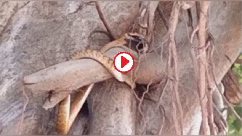 VIDEO | अर्धा तास झाडावर चढाई, सापाकडून वटवाघळांची शिकार, पाहा शिकारीचा थरारक व्हिडीओ