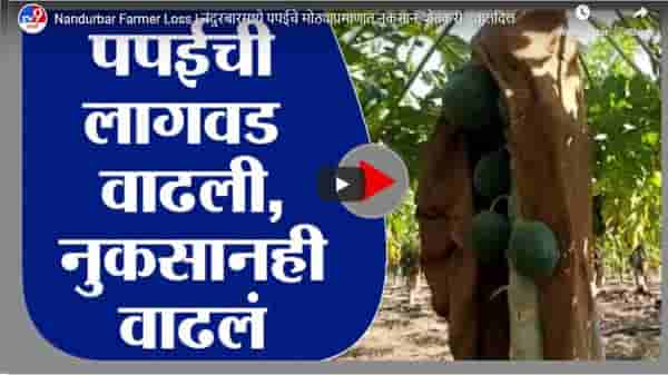 Nandurbar Farmer Loss | नंदुरबारमध्ये पपईचे मोठ्याप्रमाणात नुकसान, शेतकरी हवालदिल