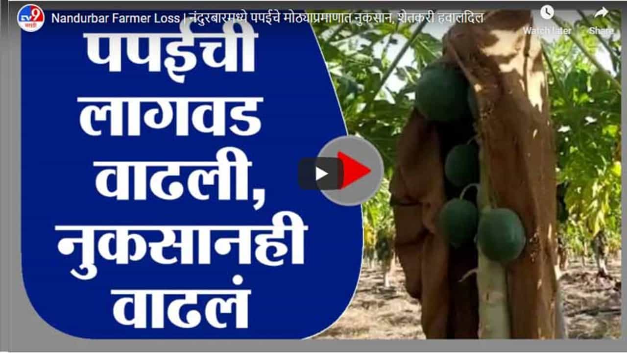 Nandurbar Farmer Loss | नंदुरबारमध्ये पपईचे मोठ्याप्रमाणात नुकसान, शेतकरी हवालदिल