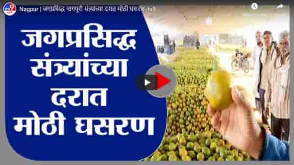 Nagpur | जगप्रसिद्ध नागपुरी संत्र्यांच्या दरात मोठी घसरण