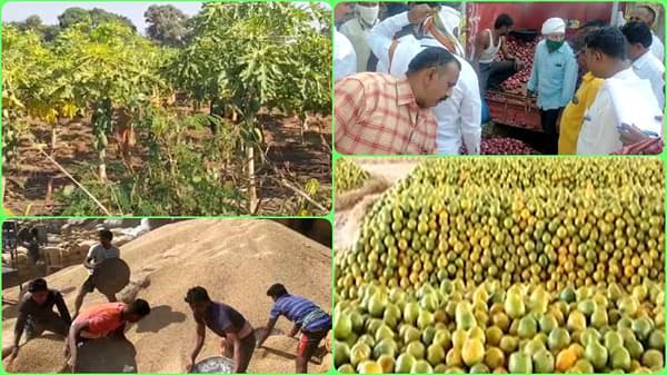 महाराष्ट्रातील शेतीविषयक घडामोडी: पपईला विषाणूजन्य रोगाचा फटका, कांदा, संत्र्याच्या भावात घसरण