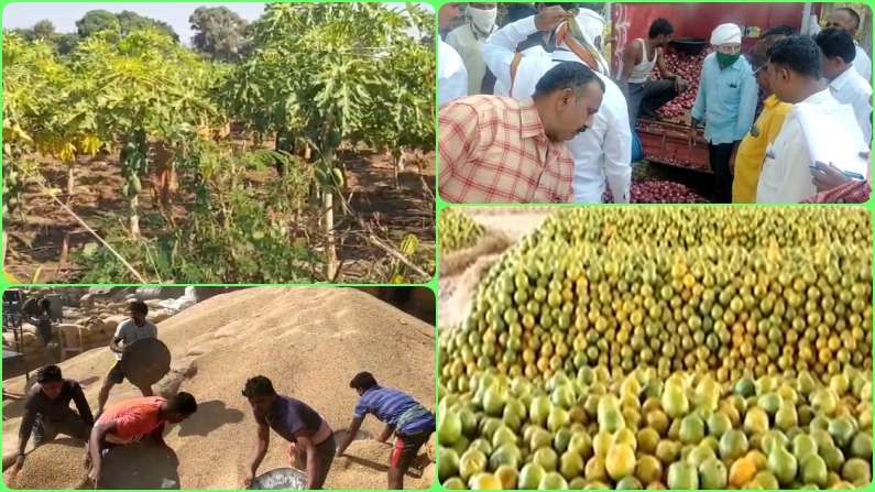 महाराष्ट्रातील शेतीविषयक घडामोडी: पपईला विषाणूजन्य रोगाचा फटका, कांदा, संत्र्याच्या भावात घसरण