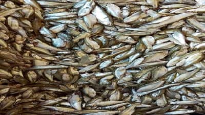 जगावेगळी चोरी! तलावातून चोरले तब्बल 5 लाखांचे मासे, चौघांविरोधात तक्रार, पोलीसही चक्रावले