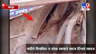 Chandrapur | सापाने केलेली वटवाघळाची शिकार कॅमेऱ्यात कैद