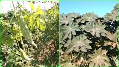 नांदेडच्या शेतकऱ्याला गावरान कारल्यातून फायदा, हळद पिकावरील कीड रोखण्यासाठी आयडियाची भन्नाट कल्पना