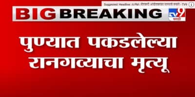 Pune | पुण्यात पकडलेल्या रानगव्याचा मृत्यू