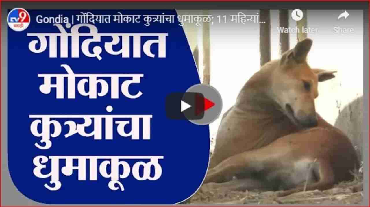 Gondia | गोंदियात मोकाट कुत्र्यांचा धुमाकूळ; 11 महिन्यांत 1119 लोकांचा घेतला चावा