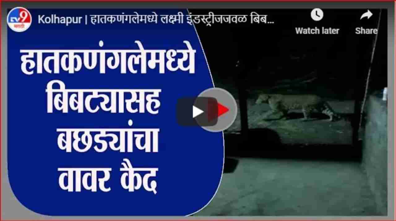 Kolhapur | हातकणंगलेमध्ये लक्ष्मी इंडस्ट्रीजजवळ बिबट्याचा बछड्यांचा वावर