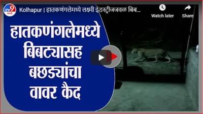 Kolhapur | हातकणंगलेमध्ये लक्ष्मी इंडस्ट्रीजजवळ बिबट्याचा बछड्यांचा वावर