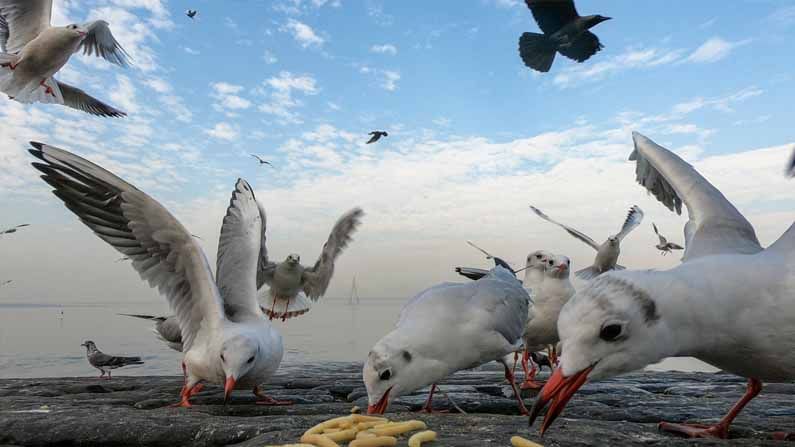 सीगल पक्ष्यांचं मुख्य खाणं म्हणजे छोटे मासे आणि खेकडे. पण, स्थानिक लोक त्यांना शेव, चिवडा खाऊ घालत असल्याने, त्याचीही सवय सीगल्सला लागली आहे.  (सर्व फोटो : पीटीआय)