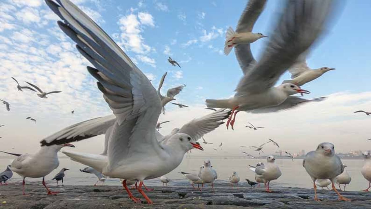 अथांग पसरलेला समुद्र आणि त्यावर मनसोक्त विहार करणारे पांढरे शुभ्र सीगल पक्षी.. हे चित्र एखाद्या पक्षी अभयारण्यातले नाहीये, तर हे चित्र आहे माहीमच्या समुद्र किनाऱ्यावरचं! 