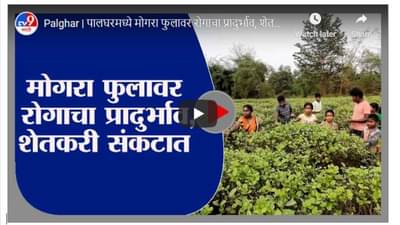 Palghar | पालघरमध्ये मोगरा फुलावर रोगाचा प्रादुर्भाव, शेतकरी हवालदिल