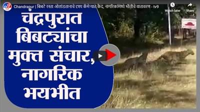 Chandrapur | बिबटे रस्ता ओलांडतानाचे दृश्य कॅमेऱ्यात कैद, नागरिकांमध्ये भीतीचे वातावरण