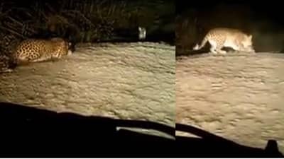मनमाडमध्ये बिबट्याचं दर्शन, सशाच्या शिकारीचा व्हिडीओ कैद