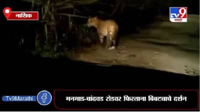 Nashik | मनमाडमध्ये बिबट्याचा थरार, सशाच्या शिकारीचा व्हिडीओ व्हायरल