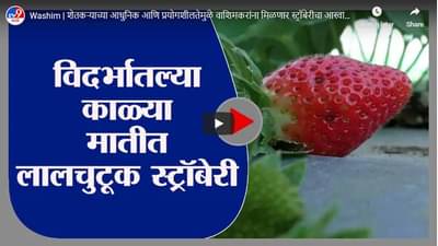 Washim | शेतकऱ्याच्या आधुनिक आणि प्रयोगशीलतेमुळे वाशिमकरांना मिळणार स्ट्रॉबेरीचा आस्वाद
