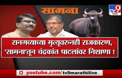 Special Report | गव्याच्या मृत्यूनंतर आता राजकारण, आता गव्याचा राजकीय बळी?