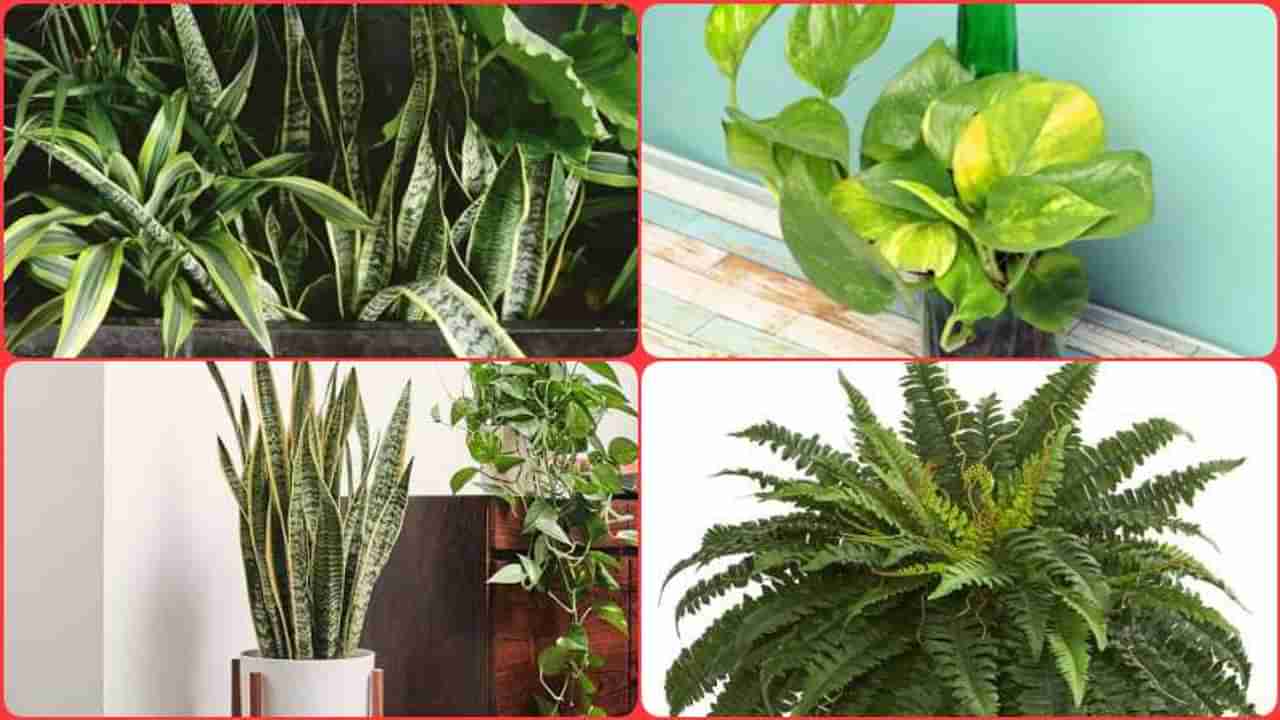 Indoor Plants | या इनडोअर वनस्पती तुम्हाला हवेतील विषारी घटकांपासून ठेवतील दूर