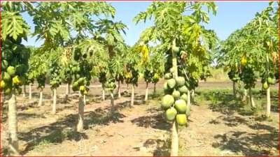 हिंगोलीच्या शेतकऱ्याची कमाल; दुष्काळी पट्ट्यात पपईचे विक्रमी उत्पादन, कमावला लाखोंचा नफा