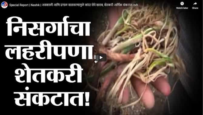 Special Report | Nashik | अवकाळी आणि ढगाळ वातावरणामुळे कांदा रोपे खराब, शेतकरी आर्थिक संकटात