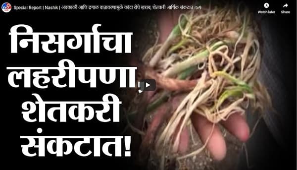 Special Report | Nashik | अवकाळी आणि ढगाळ वातावरणामुळे कांदा रोपे खराब, शेतकरी आर्थिक संकटात