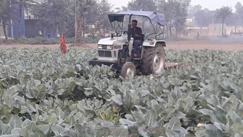 कोबीला एक रुपया किलो भावही नाही, हताश शेतकऱ्याने उभ्या पिकावर ट्रॅक्टर चालवला कोबीला एक रुपया किलो भावही नाही, हताश शेतकऱ्याने उभ्या पिकावर ट्रॅक्टर चालवला