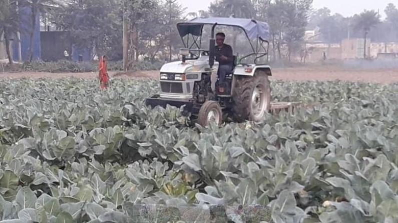 कोबीला एक रुपया किलो भावही नाही, हताश शेतकऱ्याने उभ्या पिकावर ट्रॅक्टर चालवला