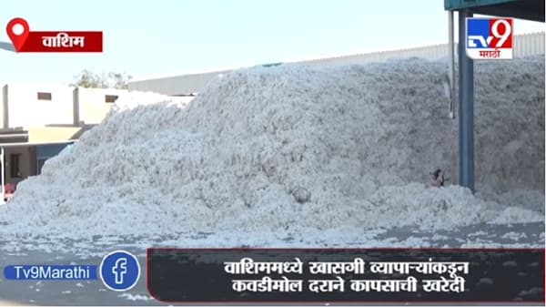 Washim | खासगी व्यापाऱ्यांकडून कवडीमोल दराने कापसाची खरेदी, शेतकऱ्यांसाठी शासकीय खरेदी केंद्र सुरु