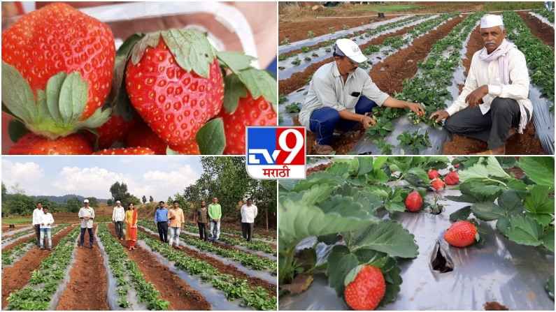 Photos | पालघरच्या आदिवासी भागातही आधुनिक शेती, 11 एकरात 26 हजार स्ट्रॉबेरीची लागवड