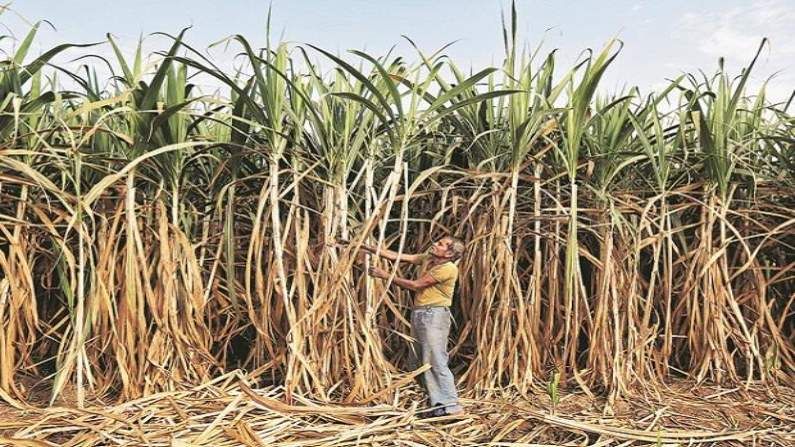 महाराष्ट्रातील साखर कारखान्यांचा विक्रम, ऊसाच्या एफआरपीची 99 टक्के रक्कम जमा, शेतकऱ्यांना किती पैसे मिळाले?