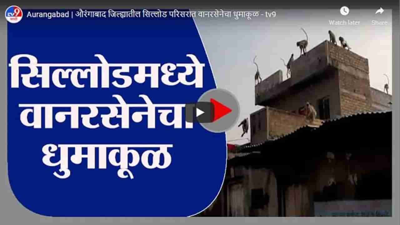 Aurangabad | औरंगाबाद जिल्ह्यातील सिल्लोड परिसरात वानरसेनेचा धुमाकूळ