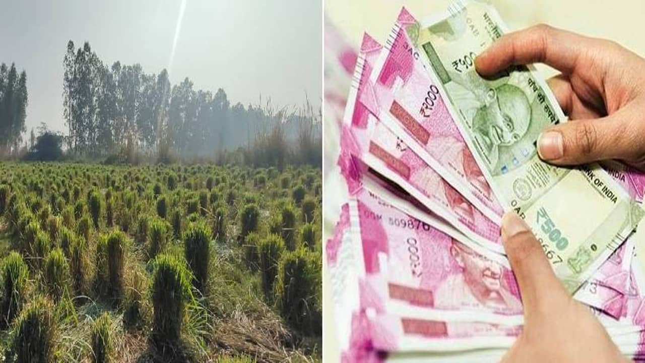 कमी गुंतवणुकीत अधिक नफा मिळवा, लेमन ग्रासची शेती करा आणि पाच वर्ष कमवा