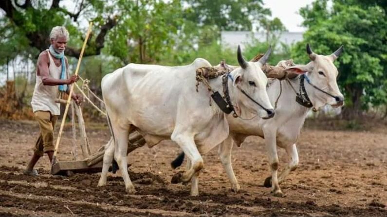 कृषी योजनांचा लाभ घेण्यासाठी 'या' पोर्टलवर अर्ज करा, 31 डिसेंबर शेवटची तारीख