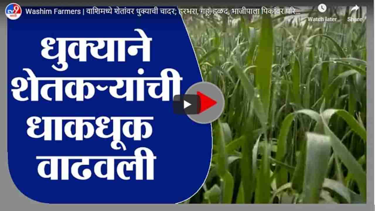 Washim Farmers | वाशिमध्ये शेतांवर धुक्याची चादर; हरभरा, गहू, हळद, भाजीपाला पिकांवर परिणाम