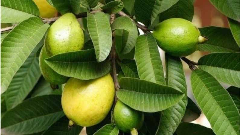 हिवाळ्यातील आजारांपासून करेल तुमचे संरक्षण, जाणून घ्या ‘पेरूच्या पानां’चे अनोखे फायदे! हिवाळ्यातील आजारांपासून करेल तुमचे संरक्षण, जाणून घ्या ‘पेरूच्या पानां’चे अनोखे फायदे!