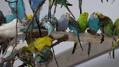 जगातील सर्वात मोठं पक्षी संग्रहालय गुजरातमध्ये; मुकेश अंबानींच्या मुलाचा पुढाकार!