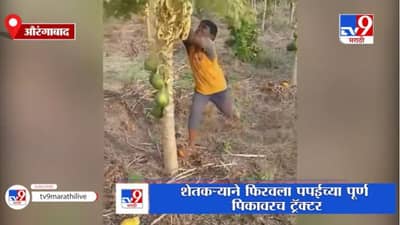 Aurangabad | भाव नसल्याने शेतकऱ्याकडून पपईच्या पूर्ण पिकावरच ट्रॅक्टर