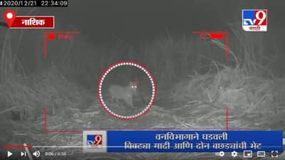 Nashik | वनविभागाने घडवली बिबट्या मादीची बछड्यांशी भेट