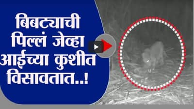 Nashik | वनविभागाने घडवली बिबट्या मादीची बछड्यांशी भेट, पाहा खास व्हिडीओ