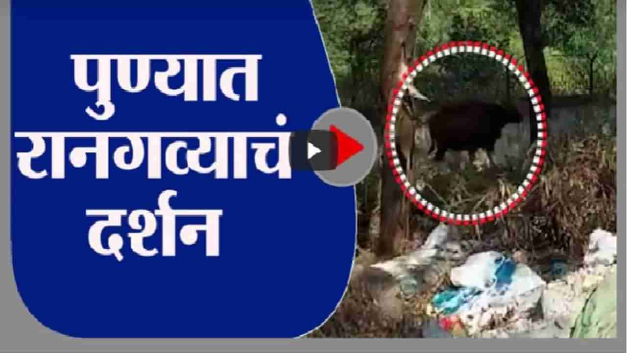 Pune | पुण्यात पुन्हा रानगव्याचं दर्शन, हायवे आणि बावधन परिसरात गर्दी न करण्याचं आवाहन